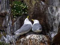 Zwei Dreizehenmöven im Nest auf Felsvorsprung